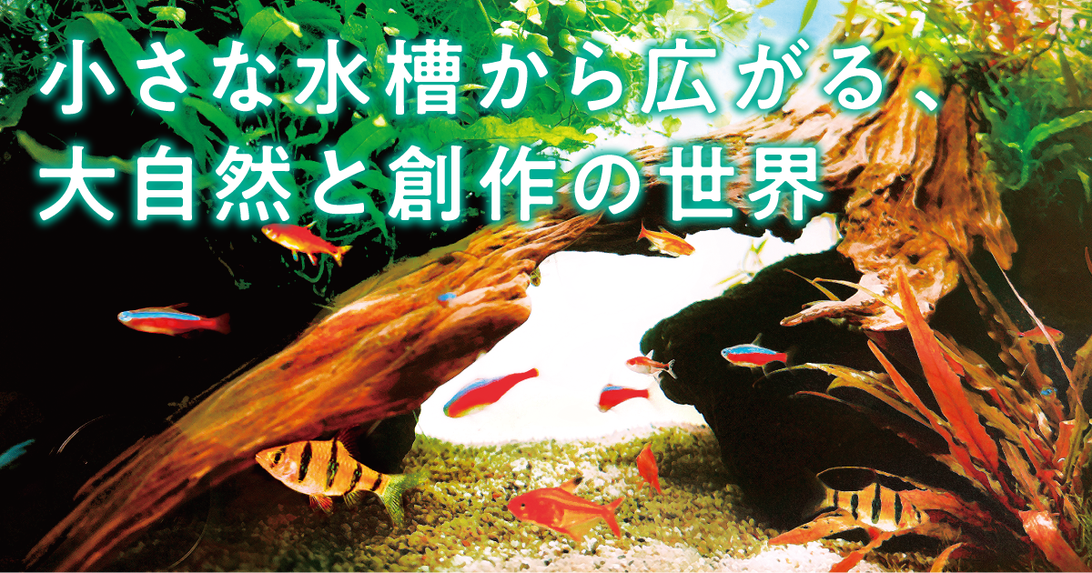 小さな水槽から広がる、大自然と創作の世界