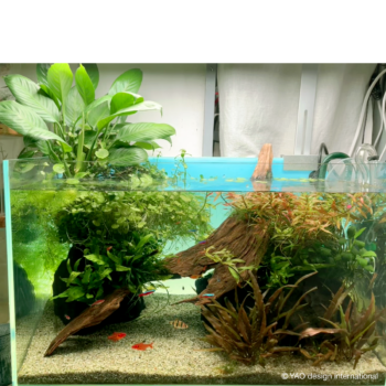 水草水槽