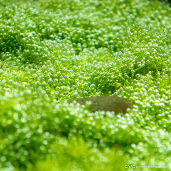 光合成する水草