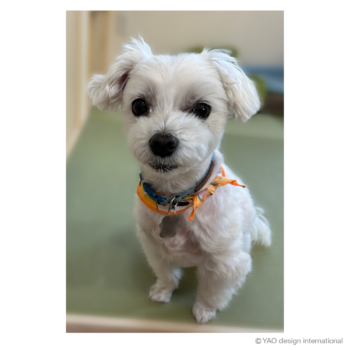 デザインのメインになるかわいい愛犬画像